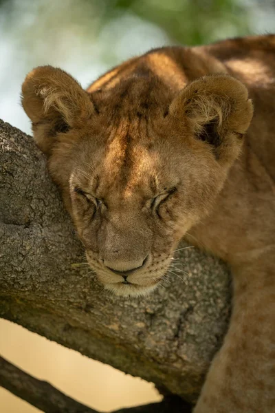 Close-up of lion cub asleep on branch — Stock Photo, Image