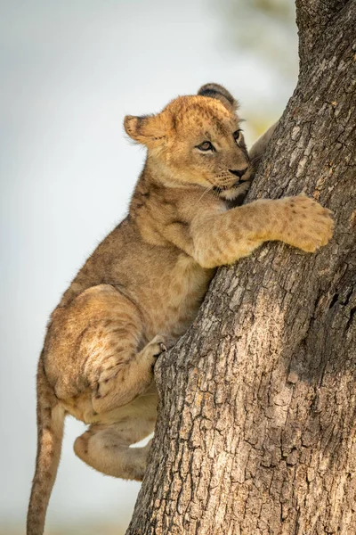 Primer plano del cachorro de león torpemente trepando al árbol — Foto de Stock