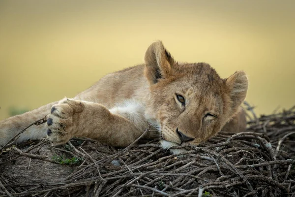 Nahaufnahme eines Löwenjungen, der auf Stöcken döst — Stockfoto