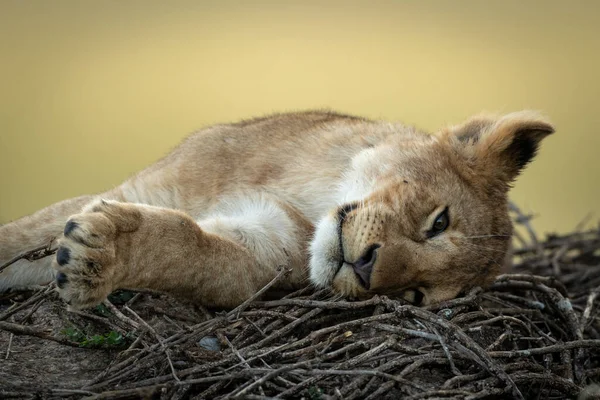 Close-up de filhote de leão dormindo em galhos — Fotografia de Stock