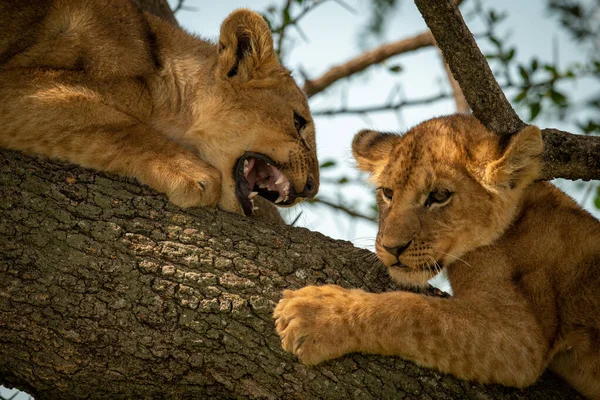 Detailní záběr lvího mláděte vrčícího na dalšího — Stock fotografie