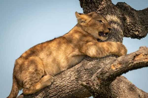 Närbild av lejon unge kramar träd gren — Stockfoto