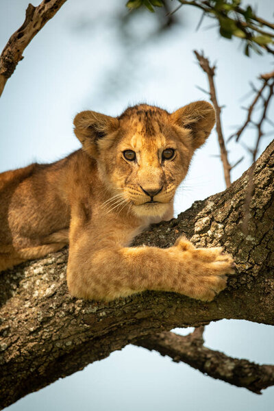 Close-up of lion cub in lichen-covered tree