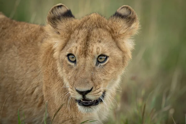 Κοντινό πλάνο του λιονταριού cub σε μεγάλο γρασίδι — Φωτογραφία Αρχείου