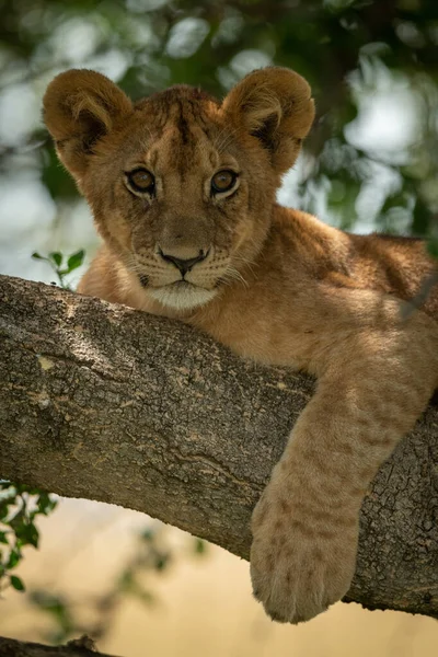 Close-up de filhote de leão na árvore sombria — Fotografia de Stock