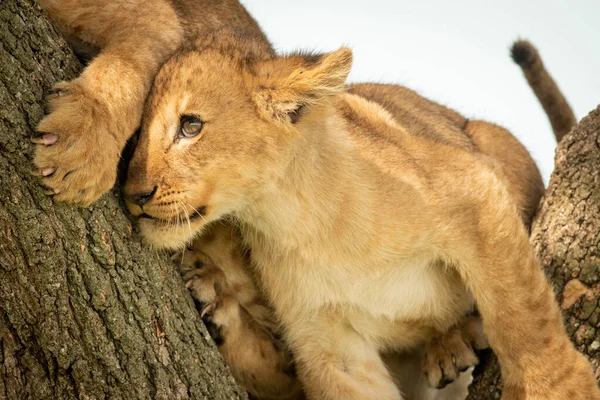 Close-up of lion cub leaning against another — Stock Photo, Image