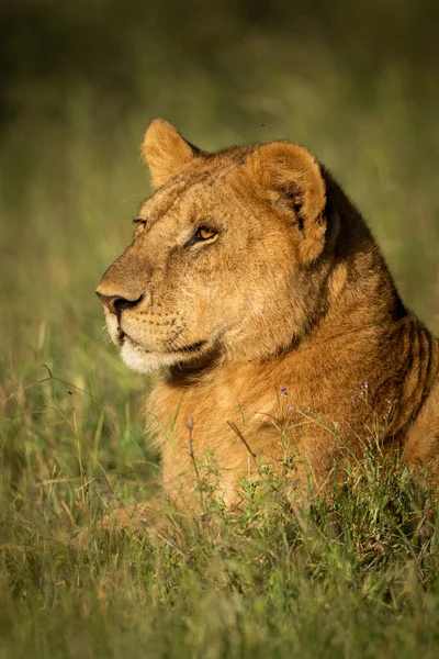 Närbild av lejon unge som ligger i gräs — Stockfoto