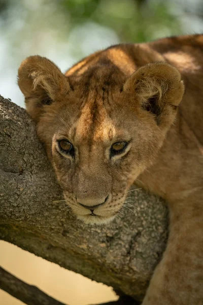 Close-up of lion cub lying in tree — Stock Photo, Image
