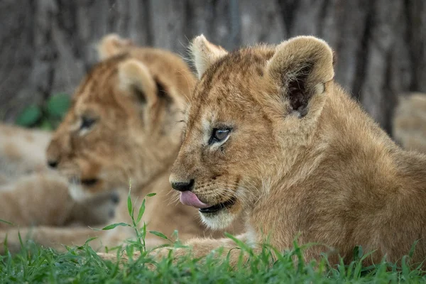 Крупный план львиного детёныша, облизывающего губы — стоковое фото