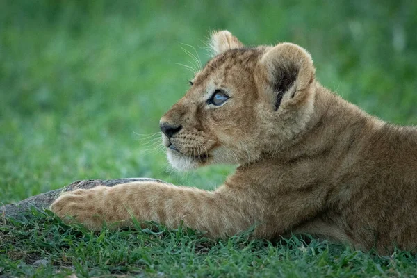 Close-up of lion cub lying looking up