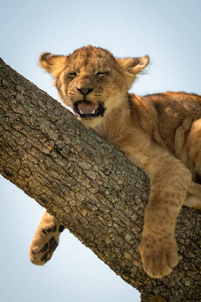 Primo piano del cucciolo di leone sdraiato sul tronco — Foto Stock