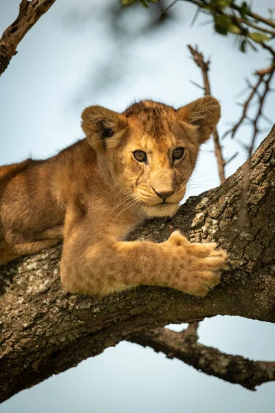 Close-up de filhote de leão no ramo olhando — Fotografia de Stock