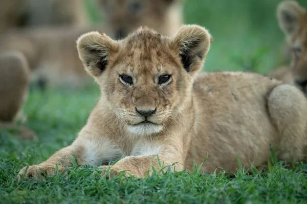 Close-up de filhote de leão na grama deitado — Fotografia de Stock