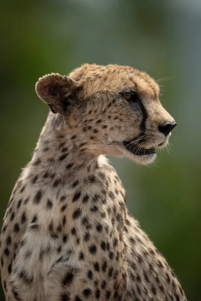 Close-up van zittende vrouwelijke cheeta draaiende kop — Stockfoto