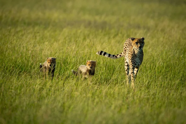 Cheetah Crosses Savannah Sun Cubs — Stock Photo, Image