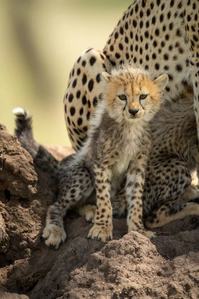 Gepardí Mládě Sedí Podle Rodiny Pahorku — Stock fotografie
