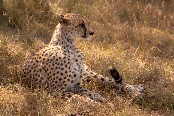 Cheetah Ligger Langt Gress Løfter Hodet – stockfoto