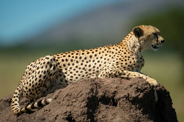 Cheetah Encuentra Montículo Termitas Perfil — Foto de Stock