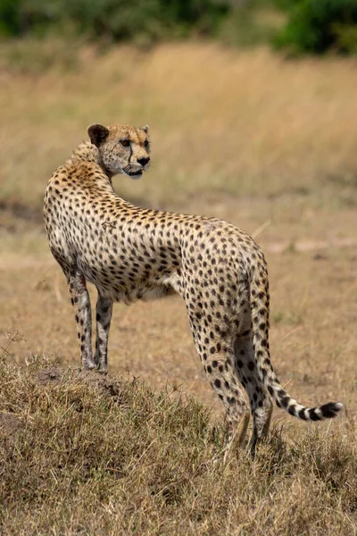 Cheetah Stands Grassy Mound Looking Back — Stock Photo, Image