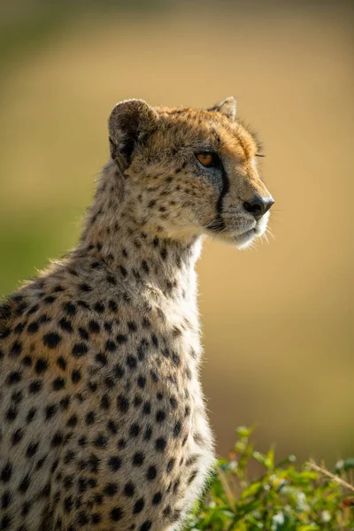 Close Backlit Cheetah Sitting Profile — Stock Photo, Image