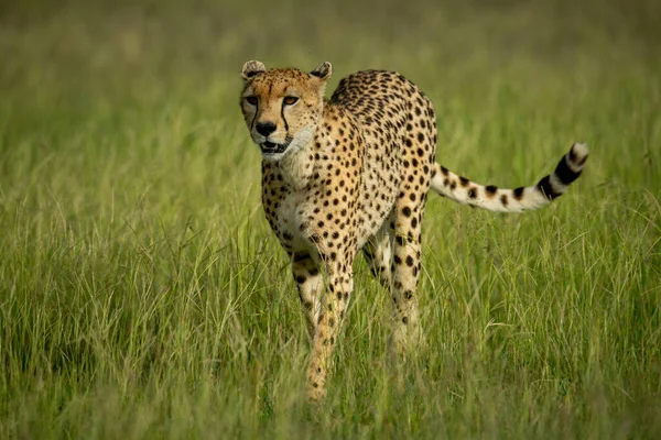 Cheetah Caminha Direção Câmera Grama Longa — Fotografia de Stock