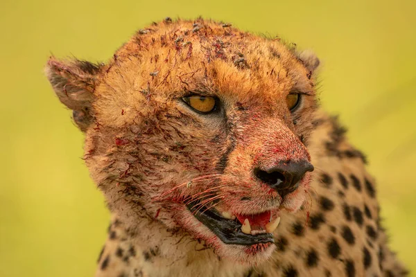 Närbild Blodig Gepard Täckt Flugor — Stockfoto