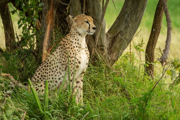 Gepard Sitzt Langen Gras Unter Baum — Stockfoto