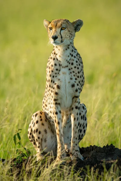 Cheetah Sits Termite Mound Grass — Stock Photo, Image