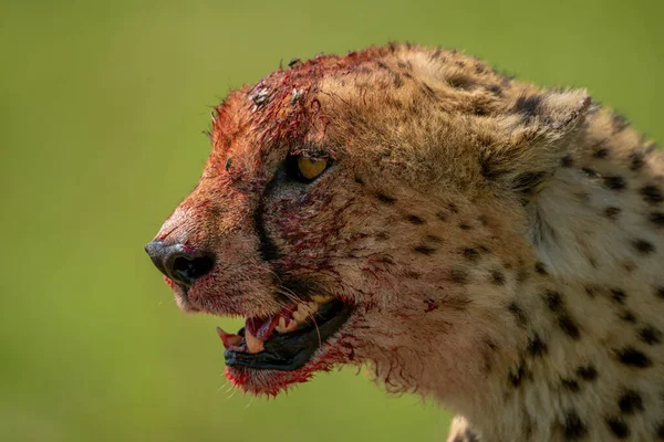 Närbild Blodfläckad Gepard Med Grön Bakgrund — Stockfoto