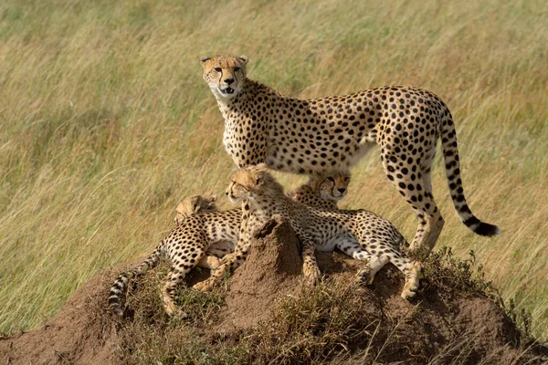 Cheetah Staat Termietenheuvel Met Anderen — Stockfoto