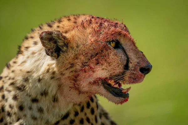 Närbild Blodig Gepard Med Gräsbevuxen Bakgrund — Stockfoto