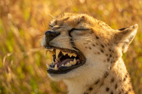 Close Backlit Cheetah Yawning Grass — Stock Photo, Image