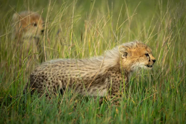 Guépard Tient Dans Herbe Près Autre — Photo