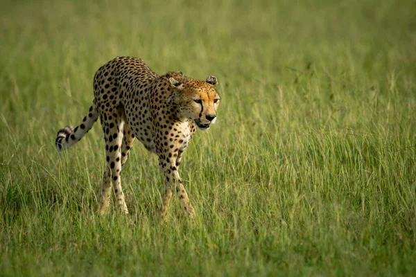 Cheetah Caminha Através Grama Com Cabeça Abaixada — Fotografia de Stock