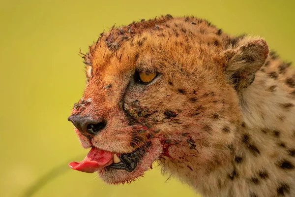 Närbild Jävla Gepard Sticker Tunga — Stockfoto