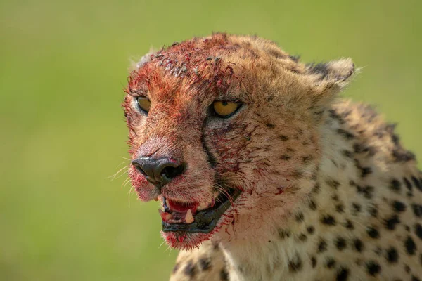 Närbild Blodig Gepard Med Grön Bokeh — Stockfoto