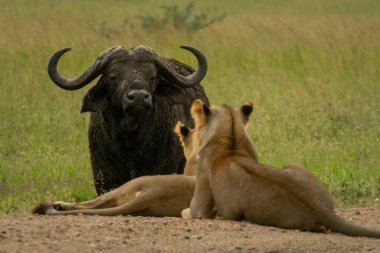 Cape Buffalo, dişi aslanlara doğru bakıyor.