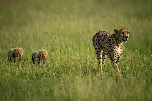 Guépard Traverse Savane Suivie Deux Oursons — Photo