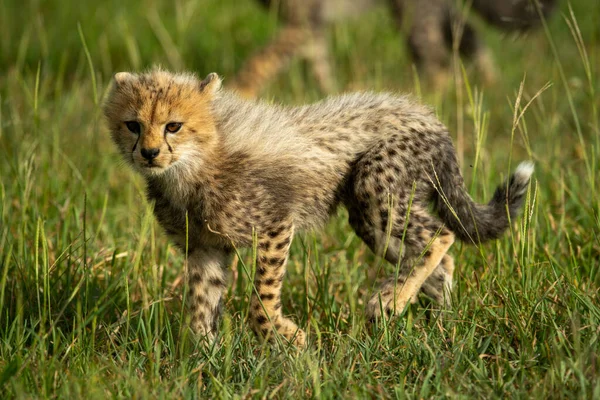 Cheetah Cachorro Camina Través Hierba Luz Del Sol —  Fotos de Stock
