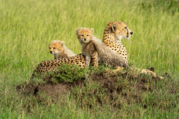 Cheetah Está Cima Monte Com Dois Filhotes — Fotografia de Stock