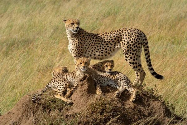 Cheetah Pie Sobre Termitas Montículo Con Familia —  Fotos de Stock