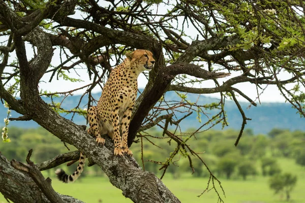 Gepard Sedí Diagonální Větvi Dívá Savanu — Stock fotografie