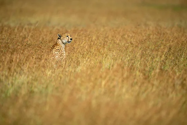 Cheetah Sits Long Grass Sunshine — Stock Photo, Image