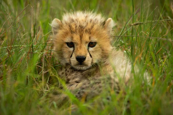 Cheetah Cachorro Mira Fijamente Cámara Través Hierba — Foto de Stock