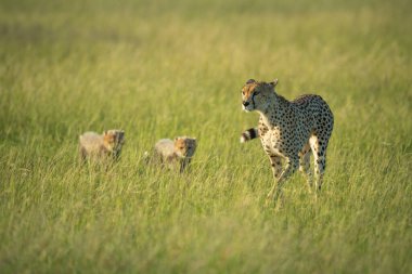 Çita, gün ışığında yavrularıyla savanayı geçiyor.