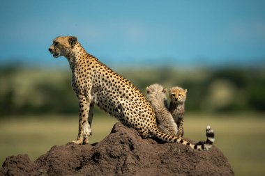 Termit tepesinde iki yavrusu olan bir çita.