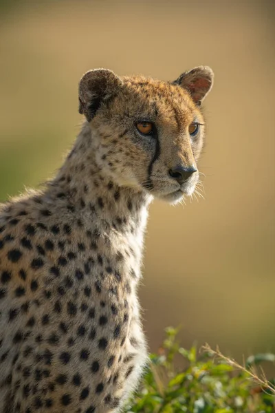 Close Backlit Cheetah Sitting Looking — Stock Photo, Image