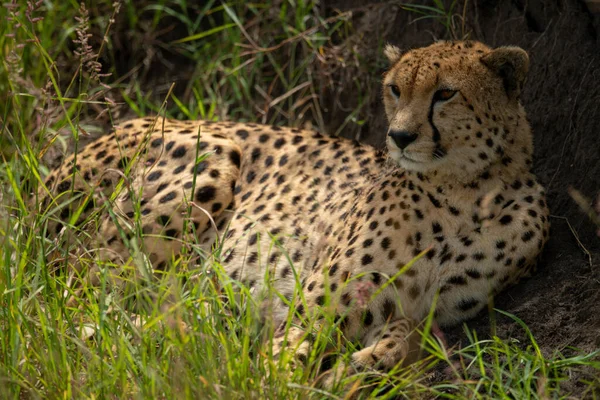 Cheetah Encontra Grama Longa Contra Banco — Fotografia de Stock