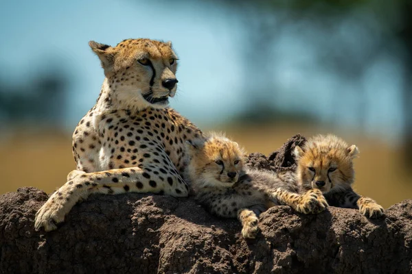 Gepard Młode Leżące Kopcu Termitu — Zdjęcie stockowe