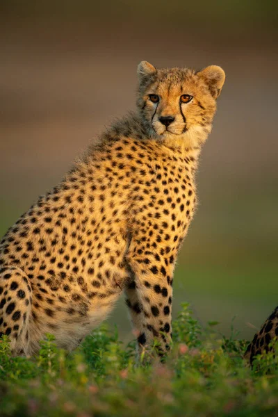 Close Cheetah Cub Sitting Looking — Stock Photo, Image